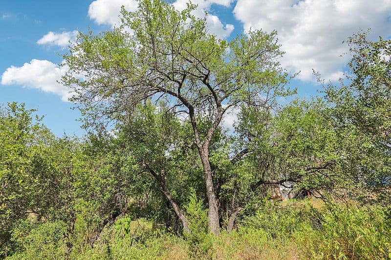 12610 River Bnd, Austin, TX 78732 photo 2