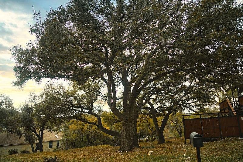 15505 Enid Dr, Austin, TX 78734 photo 2