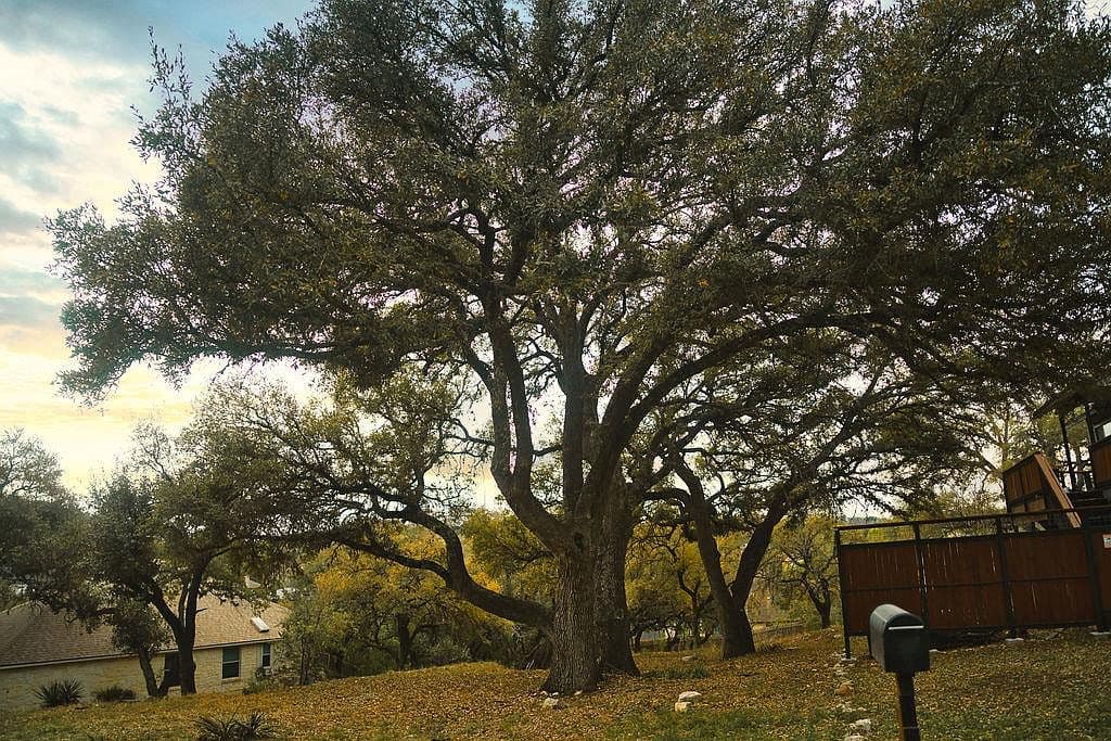 15505 Enid Dr, Austin, TX 78734 photo 3